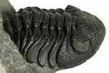 Scabriscutellum Trilobite With Morocops - Multi-Toned Shell #300563-8